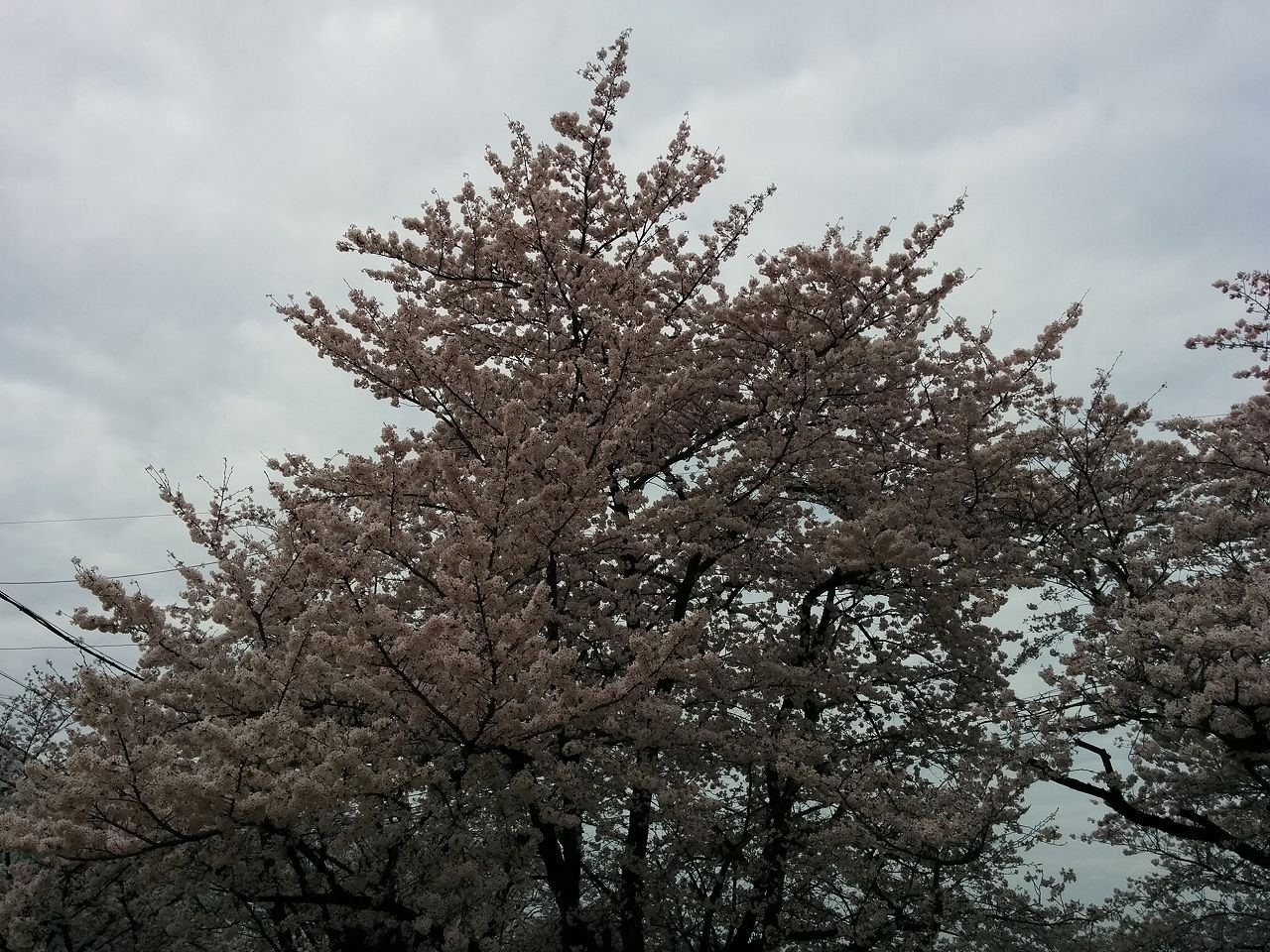 満開